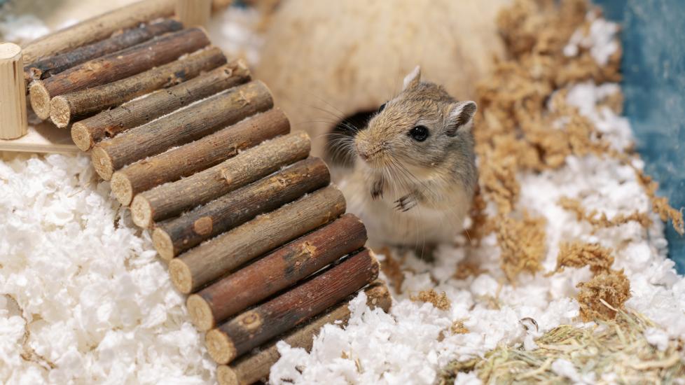gerbil care guide; a gerbil sits happily in his enclosure.